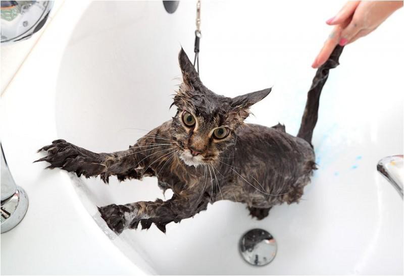 Не стоит купать животных в акриловой ванне
